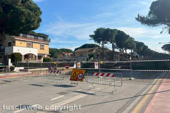 Tarquinia - L'abbattimento dei pini in viale Mediterraneo