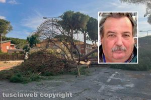 Tarquinia - L'abbattimento dei pini in viale Mediterraneo - Nel riquadro: Gian Pietro Cantiani