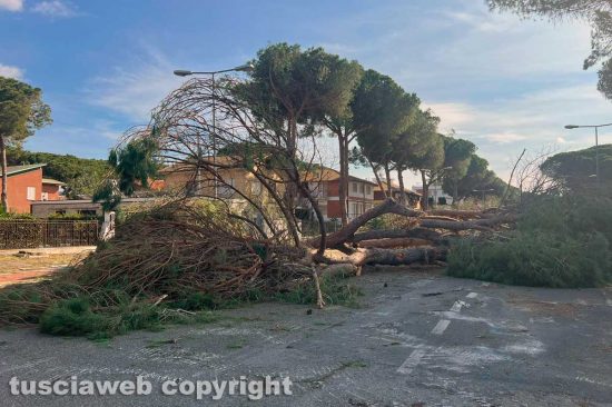 Tarquinia - L'abbattimento dei pini in viale Mediterraneo