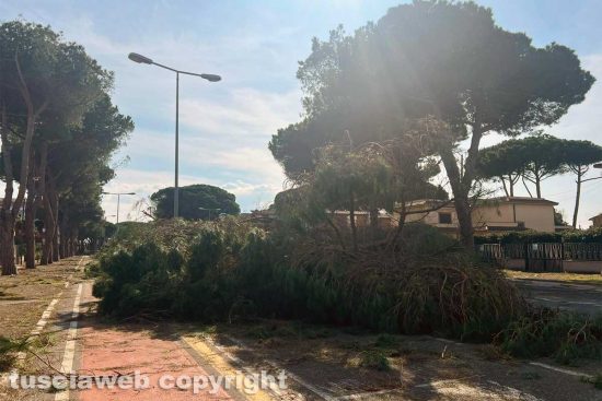 Tarquinia - L'abbattimento dei pini in viale Mediterraneo