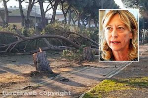 Tarquinia - L'abbattimento dei pini in viale Mediterraneo - Nel riquadro: Margherita Eichberg