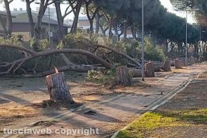 Tarquinia - L'abbattimento dei pini in viale Mediterraneo