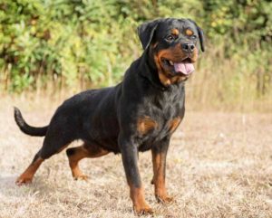 Rottweiler - Immagine di repertorio