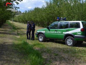 Nucleo forestale dei carabinieri