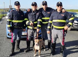 Il pitbull salvato dalla polizia stradale di Tarquinia