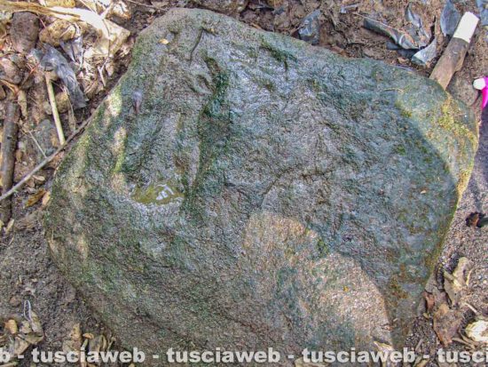 Ritrovata una testa di toro scolpita su pietra a Falerii