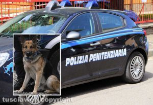 Polizia penitenziaria - Nel riquadro un cane antidroga