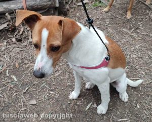 Il jack russel ritrovato