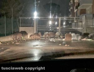 Viterbo - Cinghiali in via Cattaneo