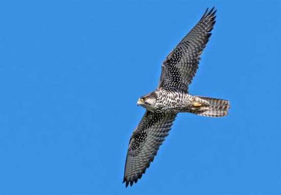 Un falco lanari in volo