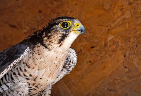 Un falco lanari