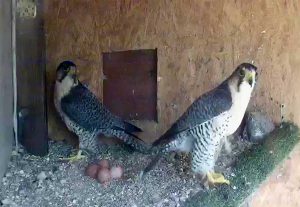 Una coppia di falchi lanari depone le uova alla Riserva naturale del lago di Vico
