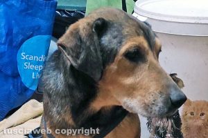 Viterbo - Il cane trovato in zona Pallone