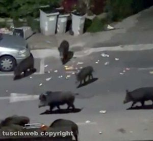 Viterbo - Cinghiali in via Monti Cimini