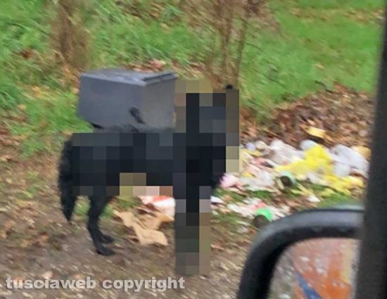 Rifiuti abbandonati a Vetralla