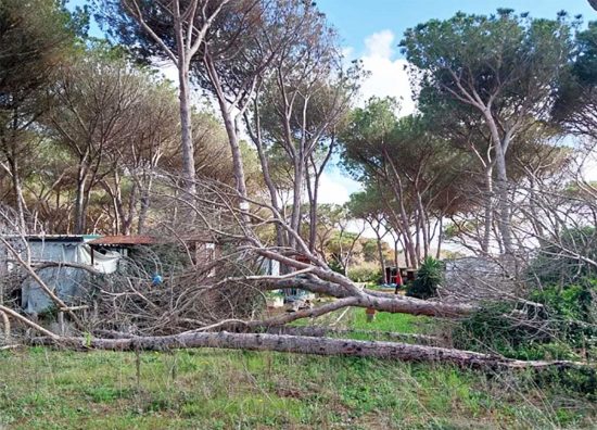 Civitavecchia - Degrado nella pineta interna al campeggio Traiano