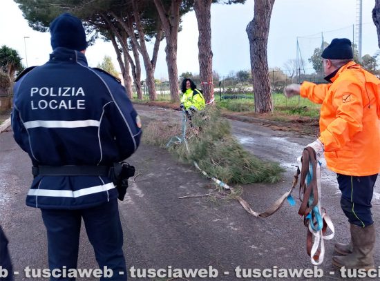 Tarquinia - Rami caduti per maltempo, l'intervento dei volontari Aeopc e della polizia locale