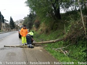 Tarquinia - Rami caduti per maltempo, l'intervento dei volontari Aeopc e della polizia locale