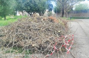 Viterbo - Ammasso di potatura alla Quercia