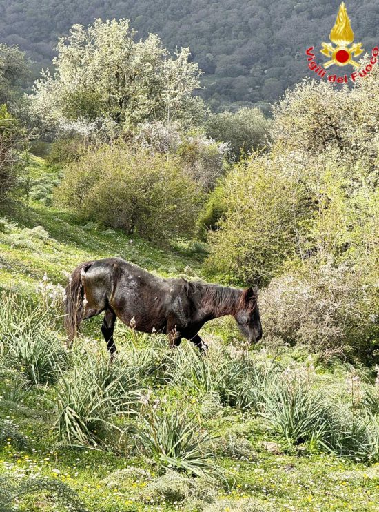 Civitavecchia - Cavallo impigliato nella recinzione di un filo spinato, salvato&nbsp;dai vigili del fuoco