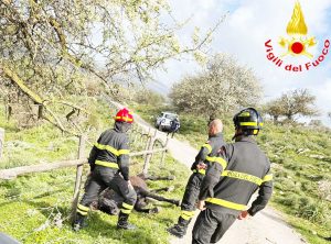 Civitavecchia - Cavallo impigliato nella recinzione di un filo spinato, salvato dai vigili del fuoco