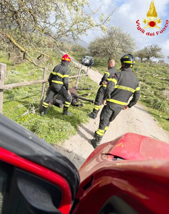 Civitavecchia - Cavallo impigliato nella recinzione di un filo spinato, salvato&nbsp;dai vigili del fuoco