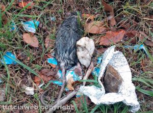 Civitavecchia - Allarme topi in via Veneto