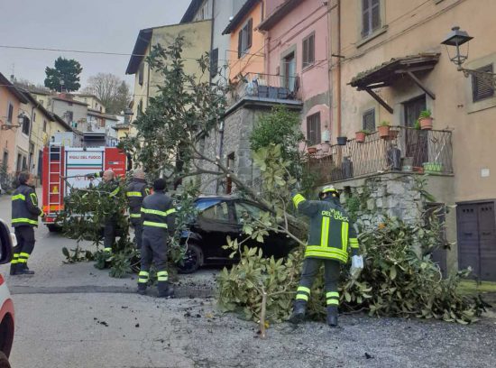 Viterbo - Pianta crolla su auto in sosta