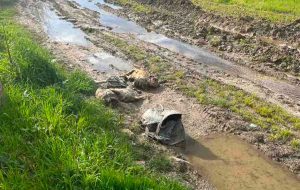 Cassino - Torturano e soffocano due cani, trovate le carcasse da un pescatore
