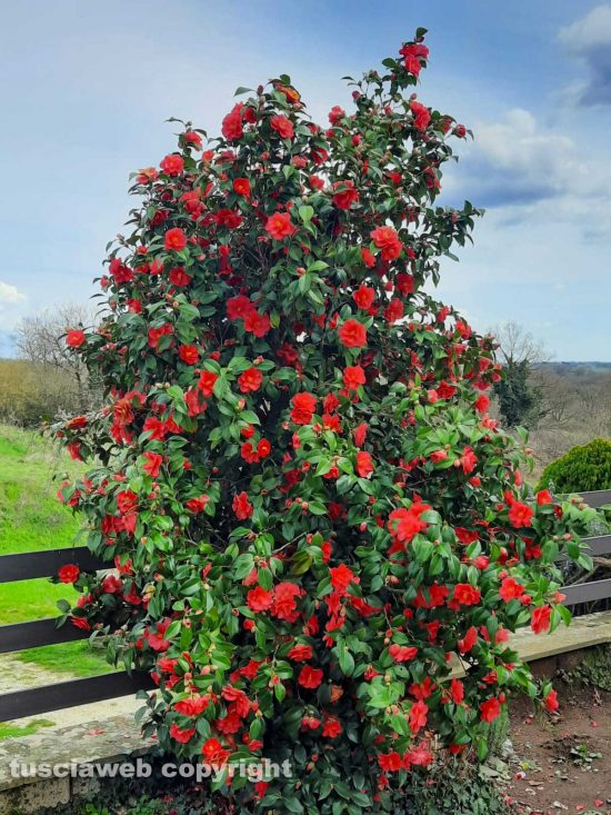 Camelia in fiore a Torre Alfina