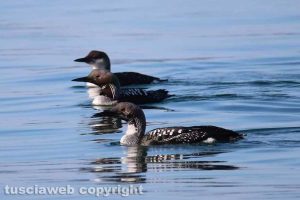 Capodimonte - Alcuni esemplari di strolaga mezzana al lago di Bolsena