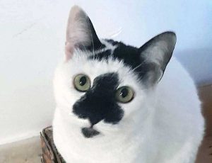 Miki, il gatto smarrito a Vitorchiano