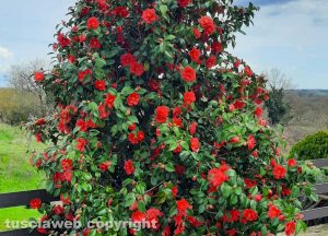 Camelia in fiore a Torre Alfina
