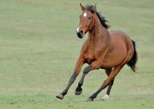 Un cavallo - Immagine di repertorio