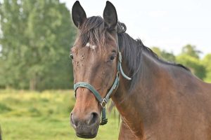 Un cavallo - Immagine di repertorio