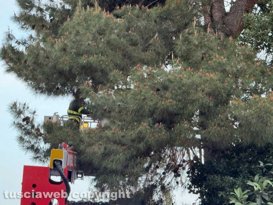 Viterbo - Pino pericolante in viale Bruno Buozzi, intervento dei vigili del fuoco
