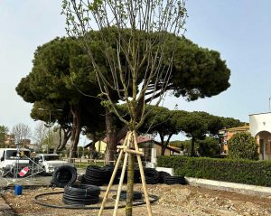 Tarquinia - Viale Mediterraneo - La piantumazione dei frassini