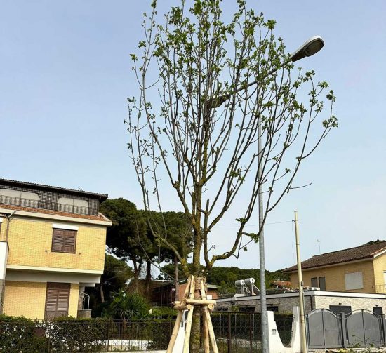 Tarquinia - Viale Mediterraeo - La piantumazione dei frassini