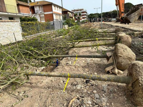 Tarquinia - Viale Mediterraeo - La piantumazione dei frassini