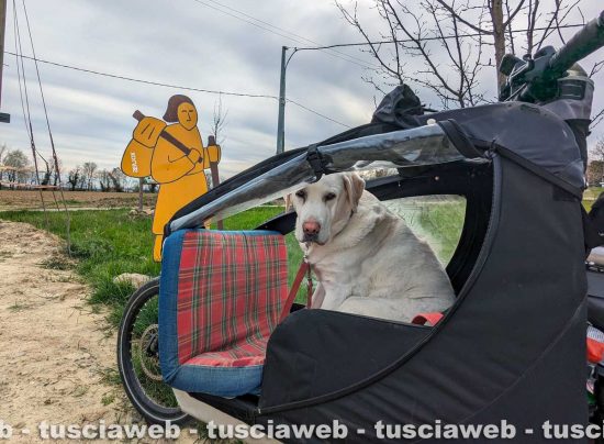 La labrador Erin in viaggio sulla via Francigena
