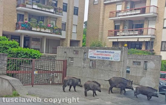 Viterbo - Cinghiali in pieno giorno a via Belluno