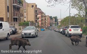 Viterbo - Cinghiali in pieno giorno a via Belluno