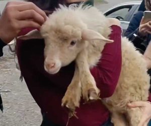 L'agnello Utopia