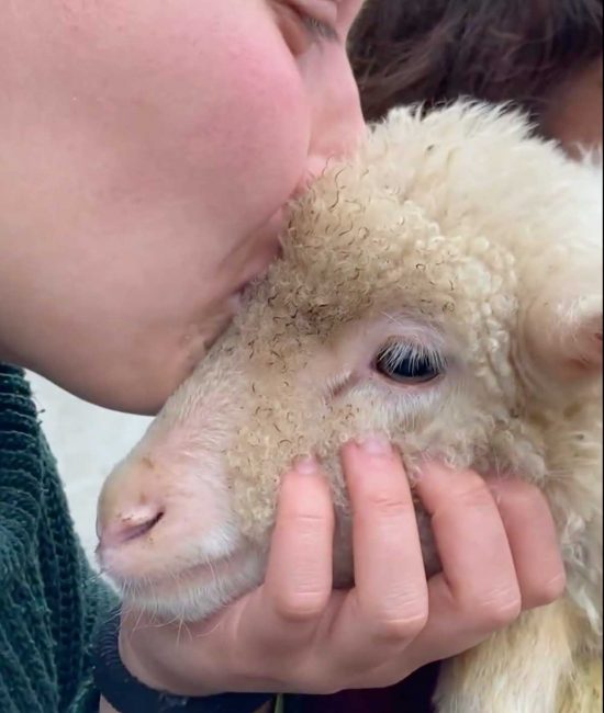 L'agnello Utopia