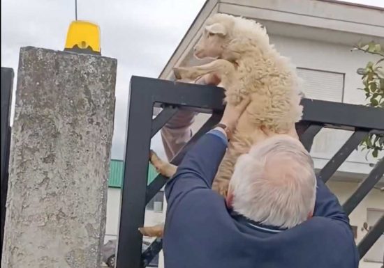 L'agnello Utopia