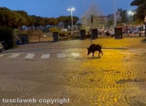 Viterbo - Cinghiale in via Ascenzi