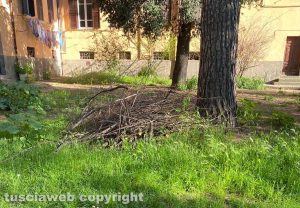Viterbo - Erba alta nel giardino pubblico di via Piertro Vanni e rami potati