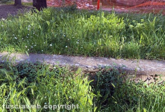Viterbo - Erba alta nel giardino pubblico di via Piertro Vanni