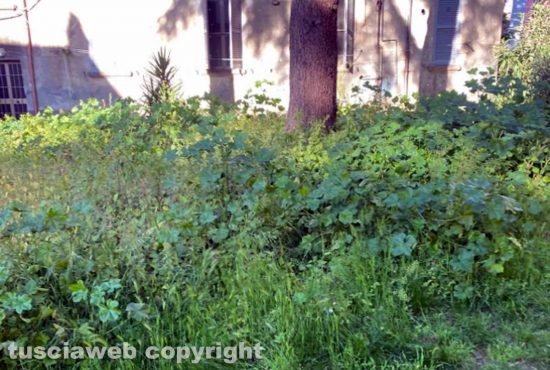 Viterbo - Erba alta nel giardino pubblico di via Piertro Vanni
