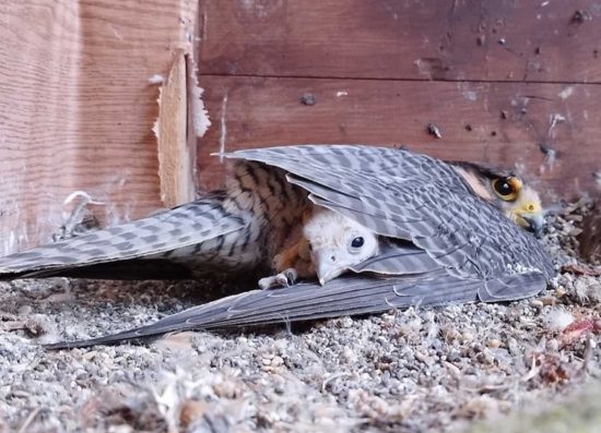 Il pulcino di falco lanario